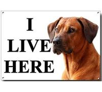 I LIVE HERE Rhodesian Ridgeback quality metal sign