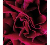 Ian Boddy - Coil [VINYL]