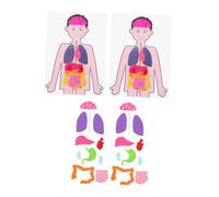 ibasenice 2 Sets DIY Human Organs Teaching Aids Educational for Cognitive Body Parts Puzzle Stem Learning Kit for Preschool Science Experiment