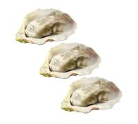 ibasenice 3pcs Realistic Fake Oyster Food Display Props Artificial Shellfish Models for Restaurant Decoration Reusable Lightweight Seafood Plaything for Hotel and Museum Use