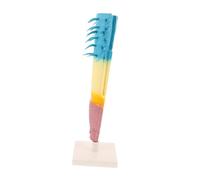 ibasenice Corn Plant Root Profile Model Longitudinal Section Educational Biology Teaching Instrument Root Structure Display for Students and Teachers Classroom Science Experiment
