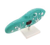 ibasenice Paramecium Model with Sturdy Stand for Classroom Teaching Detailed Cilia Microscopic Organism Anatomy Model Science Fair Educational Tool for Biology Study and Laboratory Research