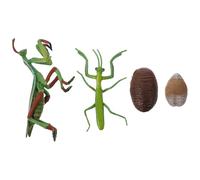 ibasenice Realistic Mantis Life Cycle Figure for Preschool Education Nature Cognition Showing Four Growth Stages Early Learning Prop for Insect Exploration and Homeschool Teaching