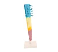 ibasenice Root Longitudinal Section Model Corn Root Anatomy Science Model Educational Biology for School Teaching and Study Display