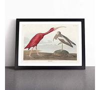 I ird by John James Audubon Framed Wall Art Print A2 Black | Ready to Hang, Satin Fine Art Paper, Fade-Resistant Inks, Acrylic Glazing, Securely Packaged, Made in the UK