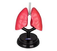 ICDKOYK Respiratory System Model Teaching Organ Science 3D Human Lung Model Parts Interactive Learning Tool For Nursing Students Human Lung Parts 3D Puzzle Learning Toy