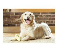 PetSafe Treat Holding Toy, Ice Cream - Fill and Freeze Treat Holding Chew Toy - BPA-free Rubber - French Vanilla Scented - Interactive Pet Puzzle for Boredom or Separation Anxiety