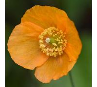 Iceland Poppy Hardy Annual Flower Seeds - Bright Colourful Blooms For Borders Beds & Containers - Easy Grow - Thompson & Morgan