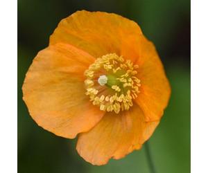 Iceland Poppy Hardy Annual Flower Seeds - Bright Colourful Blooms For Borders Beds & Containers - Easy Grow - Thompson & Morgan