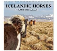 ICELANDIC HORSES from BRIMILSVELLIR (Wall Calendar 2026 12" x 24" / 30 x 60 cm (open)) CALVENDO 12 Month Wall Calendar