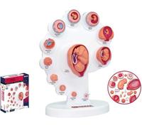 ICEMOB 4D Fetus Organ Growth Process Model, Fetus Uterine Embryo Development Model, Human Anatomy Model, Fetal Model for Medical Teaching Supply