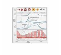 ICXLPMC Vintage Science Art Print - Hormone Cycle and Menstrual Phase Chart Poster for Home Office and Education Room(Framed,16x24inch(40x60cm))