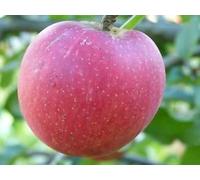 Idared Apple Tree 4-5ft Tall In 6L Pot, Ready To Fruit,Mild Flavour,Late Season & Stores Well 3fatpigs®