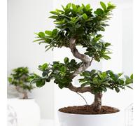 Ideal Gift Plant For Home Or Office - Ficus Ginseng Decorative Indoor Bonsai