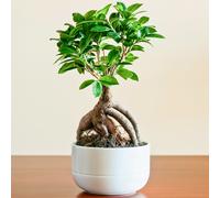 Ideal Gift Plant for Home or Office - Ficus Ginseng Decorative Indoor Bonsai