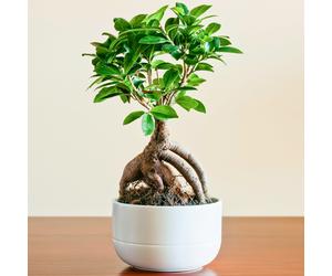 Ideal Gift Plant for Home or Office - Ficus Ginseng Decorative Indoor Bonsai