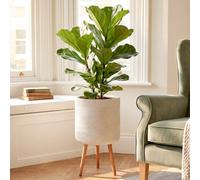 Idealist™ (Dia) 33Cm Large White Planter, Ribbed Reinforced Stone Indoor Plant Pot With Legs W37 H62 Cm, 32L