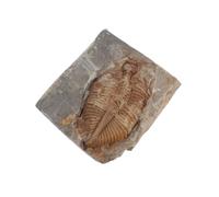 IDEANATEGRATE Authentic Trilobite Stone Specimen for Collection and Paleontology Study, Desktop Decoration and Science Educational Use, for Home Or Dormitory by Collectors