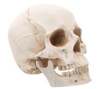 IDEANATEGRATE Realistic Human Skull Model Anatomy Skull Model Resin 1:1 Scale for Learning and Research Suitable for Education Collections and Exhibitions