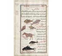 Identified in book as various fish including a sardine sea gudgeon and tuna. Also a sea gudgeon in the stomach of a pig. After an illustration by Mirza Baqir in a 19th century Iranian book of Greek