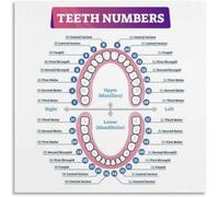 IDGTTLDF Complete Teeth Numbering Chart - Anatomy Reference Guide for Office & School Unframed,08x12inch(20x30cm)