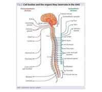 IDGTTLDF Explore Human Anatomy Poster - Autonomic Nervous System & Vital Nerve Pathways Chart - Inspirational Science Wall Art for Students, Therapists, and Curious Minds(Framed,08x12inch(20x30cm))