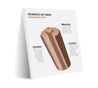 IDGTTLDF Hair Structure Poster Anatomy Science Reference | Cosmetology student chart for salon training and classroom biology lessons(Framed,16X24inch(40X60cm))