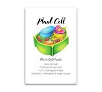 IDGTTLDF Plant Cell Diagram Poster Science Biology Chart for Homeschool Students and STEM Learning Wall Decor Unframed,12x18inch(30x45cm)