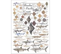 IDGTTLDF Sharks Skates Rays & Chimaeras of the Pacific Coast Poster, Marine Biology Educational Chart, Vintage Wall Art for Classroom Office Living Room Decor Framed,16x24inch(40x60cm)