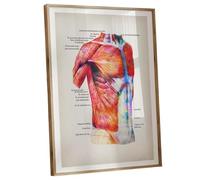 IDGTTLDF Watercolor Human Anatomy Muscle Poster - Labeled Medical Chart for Doctors, Students & Massage Therapists, Classroom or Clinic Decor Framed,08x12inch(20x30cm)