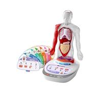 idqwsswt Dynamic Human Anatomy Model Educational Tool Interactive Kid Learning Sessions Ensuring Durability For Children To Body Parts Model Human Body Parts