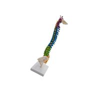 idqwsswt Flexible Spine Model for School Biology Class Anatomical Demonstration Realistic and Interactive Teaching Anatomy, with Pelvis Standing
