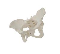 idqwsswt Life Size Female Pelvic Model for Kids Learning Classroom Educational Anatomical Model Pelvis Hip