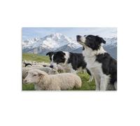 IEJKLUVWX Sheep Herding Dogs Wall Posters Dogs & Sheep Premium Canvas Ready to Hang High Definition for Sofa Background Above Bed Housewarming Gift Unique 08x12inch(20x30cm)