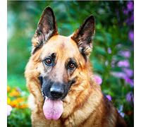 Iejsgfj 5D DIY Diamond Painting Full Drill Cross Stitch Kit for Adults Alsatian dog No Frame 30x40cm Mosaic Crystal Rhinestone Pictures by Numbers Arts for Home Decor