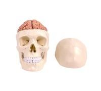 Ieron 3 Part Human Skull Model and 8-Part Brain Model with Numbers, 1:1 Life Size Anatomy Model for Medical Teaching Learning