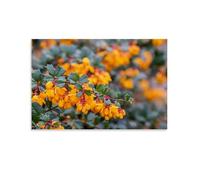 IEZUENR Darwins Barberry Poster Natural Scenery, Flowers, Plants, And Trees Art Prints Home Wall Aesthetic08x12inch(20x30cm)