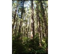 IF THE TREES COULD TALK
