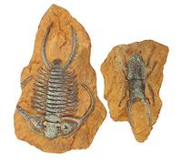 ifundom 2Pcs Lifelike Resin Fossil Terrarium Decors for Gecko Tank Landscape Natural Texture Decorative Box Ornaments for Reptiles Lizards Spiders Hamsters Multi Functional Habitat