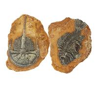 ifundom 2Pcs Simulation Fossil Box Ornaments for Reptile Terrarium Decor Durable Hideout for Tortoise Lizard and Pets Cozy Environment Enhancer