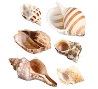 ifundom 6 Pcs Conch Hermit Crab Shell Hermit Crab Kit Shells Large Shells for Fish Tank Birthday Decor Hermit Crabs Cowrie Shells Hermit Crab Shells Seashells Conch Shell for Fish Tank