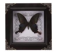 ifundom Butterfly Specimen Frame Vintage Style Display Box with Real Butterfly Collection for Home Wall Decor and Party Photo Prop 6.69X6.69X1.26In