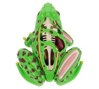 ifundom Frog Anatomy Model for Interactive Science Kit for Classroom Dissection Homeschool Biology Lessons Engaging Anatomy Puzzle for Learning Frog Internal Structure