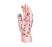 ifundom Hand Reflexology Learning Tool with Labeled Acupoints Multifunctional Tcm Hand Model for Acupuncture Practice Medical Training and Massage Education Suitable for Colleges and
