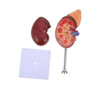 ifundom Life Human Kidney Model Anatomical Teaching Prop with Base for Medical Study Biology Class Accessory
