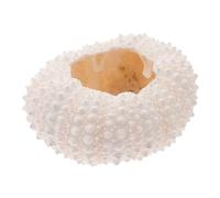 ifundom Natural Coral Photo Props Jewelry Shell Conch for Photography Display Home Adornment for Nail Art and Cosmetic Photography Versatile Background Ornaments