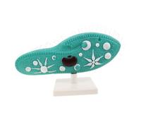 ifundom Paramecium Science Class Model with Stable Stand Authentic Protozoan Cell Structure Display Featuring Cilia Easy Setup Biology Demonstration Tool for Middle School Science Labs and