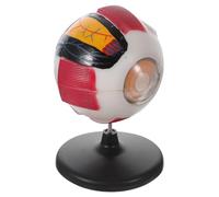 ifundom Plastic Eyeball Model Enlarged Anatomy Model for Boys and Girls Science Education Class Teaching Biology Experiment