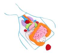 ifundom ’S Early Education Human Organs Apron 3D Cognitive Teaching Aid Preschool Learning Tool for