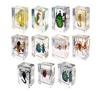 iFutniew 11Pcs Resin Insect Specimens, Insect Collection Paper Weight, Resin Real Insects Insect Specimens